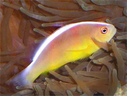 AMPHIPRION AKALLOPISOS